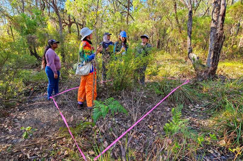Field team in bushland beside a survey plot marked with pink ribbon