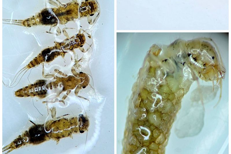Aquatic macroinvertebrate larvae photographed under magnification