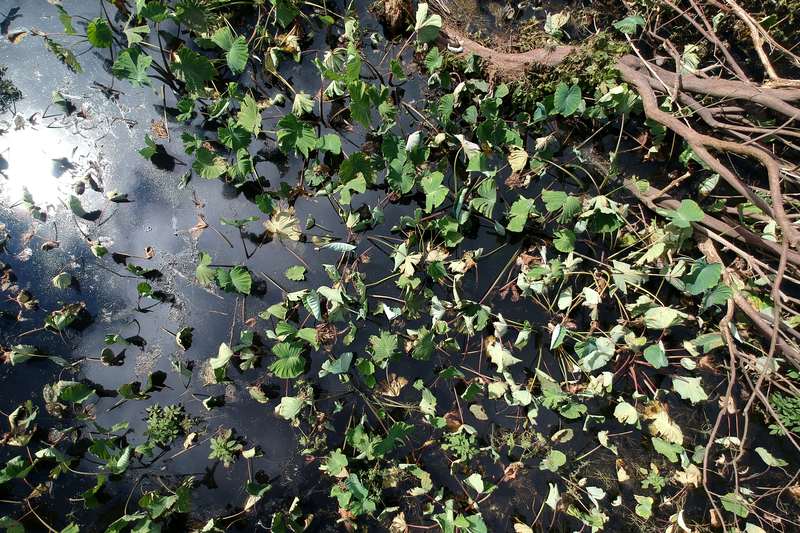 Top-down view of wetland water with floating leaves